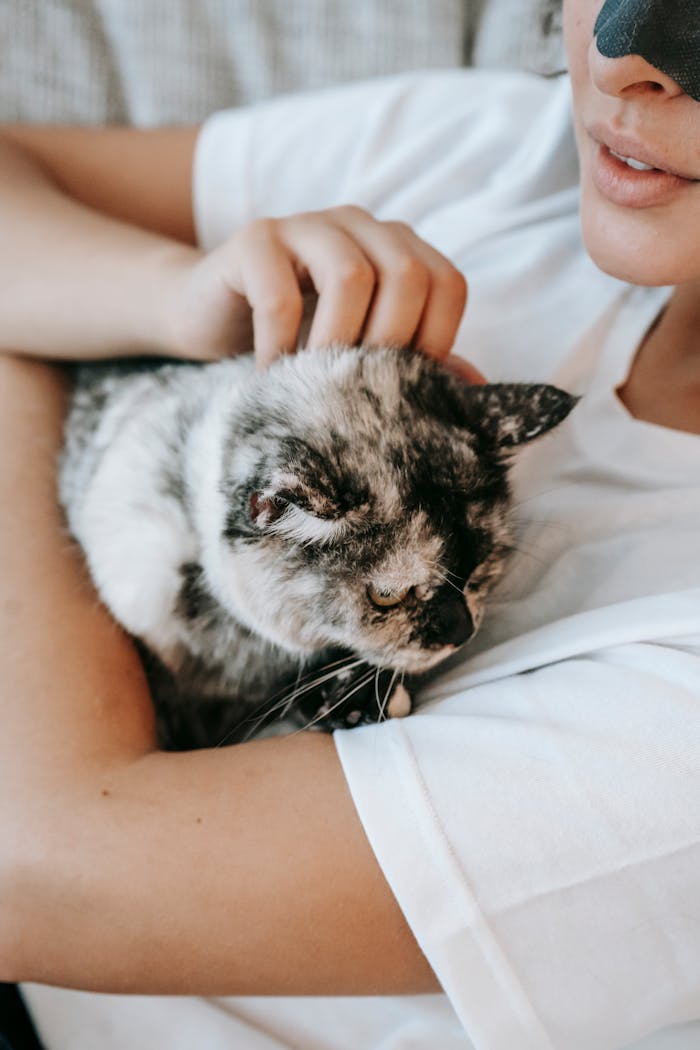 From above of crop anonymous young lady in white t shirt with charcoal cleansing strip on nose lying on sofa and stroking soft cute cat at home
