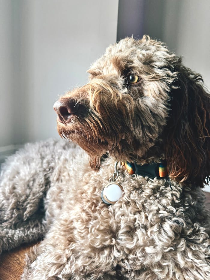 Close-up of a fluffy labradoodle dog relaxing and gazing thoughtfully indoors.
