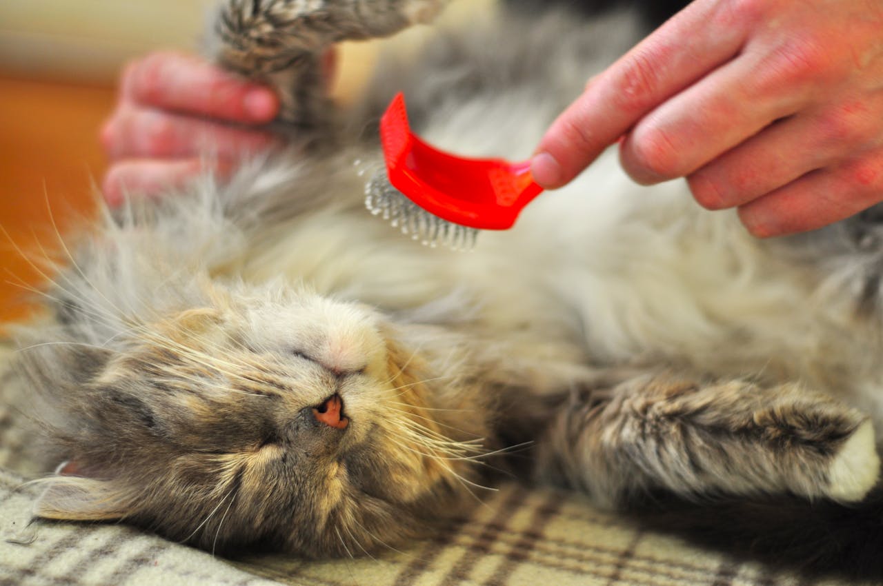 Relaxed cat being groomed with a soft brush, enjoying the warmth indoors.