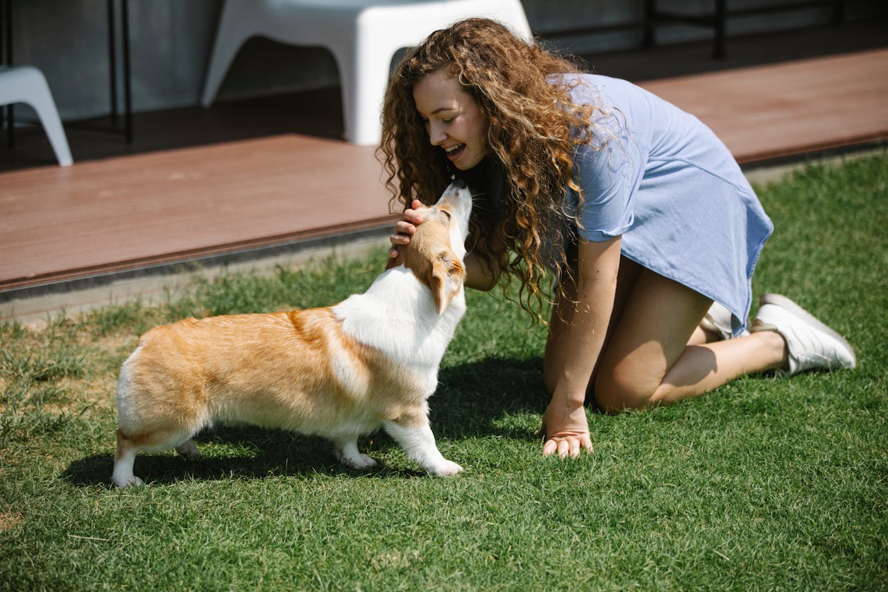 Young smiling female with long curly hair stroking purebred Welsh Corgi Pembroke dog on green lawn on sunny day in summer